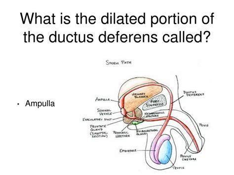 the vas deferens are similar to the